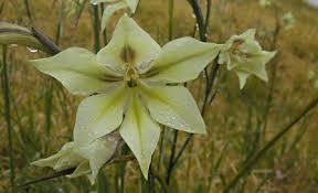 Image result for Gladiolus pretoriensis