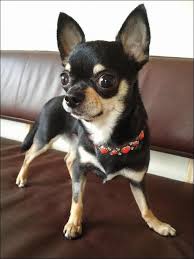 Black And Tan Chiweenie Long Hair I Ve A Brief Haired Chihuahua That Sheds A Minimum Of Twice As Much As My Long Haired Chihuahua Dogs Chihuahua Chihuahua Puppies