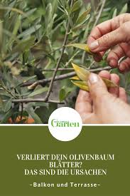 Egal, wann sie den olivenbaum schneiden: Der Olivenbaum Verliert Blatter Das Sind Die Ursachen Pflanzen Olivenbaum Mediterrane Pflanzen
