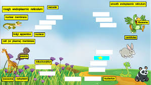 We did not find results for: Animal Cell Labeling Tynker