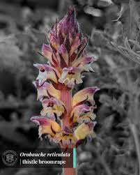 Image result for Orobanchaceae