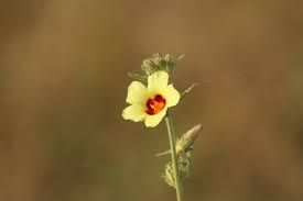 Image result for Hibiscus panduriformis