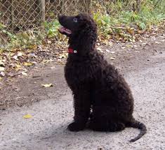 Image result for irský vodní španěl