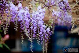 穿過整片紫色隧道 嘉義瑞里必去 16個紫藤花景點 plants wisteria