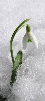 Il viburno va innaffiato spesso in estate mentre nella stagione fredda l'apporto d'acqua va ridotto notevolmente. Snowdrop Fiori Fiori Primaverili Fiori D Inverno