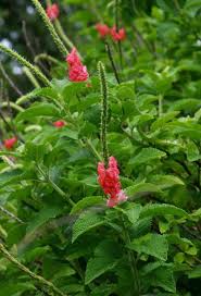 Image result for Stachytarpheta urticifolia