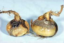 To grow a healthy and good onion, you must clearly follow all the rules of agricultural technology: Onion White Rot Rhs Gardening