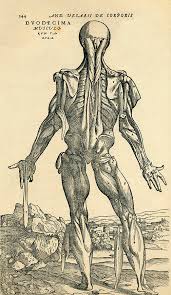 Anatomy may refer either to the internal structure and organization of an organism the history of anatomy as a science extends from the earliest examinations of sacrificial victims to the sophisticated analysis of the body performed by. Back Of Male Human Body Anatomical Drawing By Vintage Design Pics
