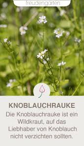 Knoblauchrauke Krautergarten Anlegen Garten Bienenfreundlicher Garten