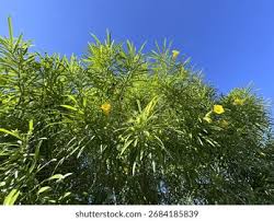 Image result for Cascabela thevetia