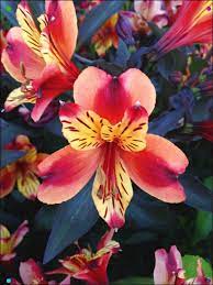 Pin On Alstromeria