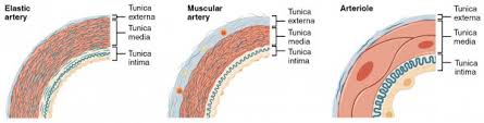 Damage to these arteries pos. Histology Of Blood Vessels Wall Structure Of Arteries And Veins
