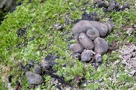 Image result for Macrotyloma rupestre × densiflo