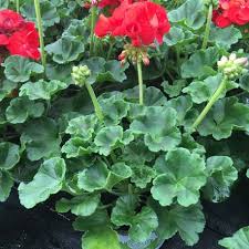 Vous n'aurez plus aucune excuse pour ne pas ranger vos vêtements ! Acheter Geranium Droit Victor Pas Cher