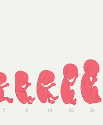 2 aylık bebek kilosu ortalama olarak kız bebeklerde 4,75 kilogram ve erkek bebeklerde 5,2 kilogramdır. Anne Karninda Bebek Gelisimi Ilk Adimlarim