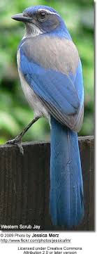 Blue bird with long tail. Western Scrub Jays Aphelocoma Californica Also Known As Long Tailed Jays Beauty Of Birds