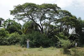 Image result for Acacia polyacantha