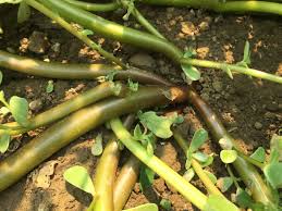 3), next to sidewalks and driveways, and in mulched beds and gardens (fig. Common Purslane Weed It And Eat It Uc Weed Science Anr Blogs