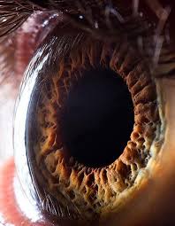 Pin By Star On Eyes Human Eye Human Eyeball Photos Of Eyes
