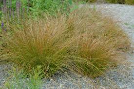 Check out our wide range of flowering indoor plants from brands you know & trust. Orange New Zealand Sedge Carex Testacea Plants Flowers 99roots Com