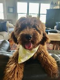 At cabin hill labradoodles, we believe in giving your puppy the best start in life. Annie S Doodles Annie S Doodles Australian Labradoodle Goldendoodle Puppies