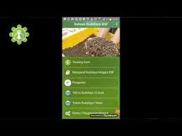 Check spelling or type a new query. Budidaya Maggot Bsf Aplikasi Di Google Play