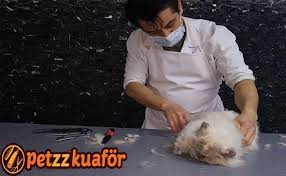 Https Petzzkuafor Com Kedivekopek Petkuafor Kedikuaforu Kopekkuaforu Keditrasi Kopektrasi Petzzkuafor Kedi Ve Kopek Pet K Kedi Kopek Kedi Kopek