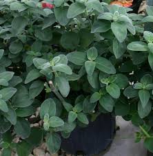 Image result for Dicliptera pumila