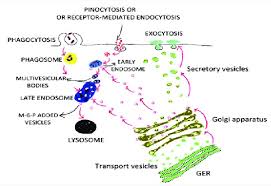 Also known as the golgi complex or golgi body, the golgi apparatus is an organelle in eukaryotic organisms that moves molecules from the endoplasmic reticulum to their destination. The Golgi Apparatus And Vesicular Trafficking Are Shown Drawn By The Download Scientific Diagram