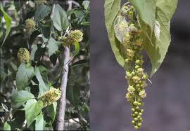 Image result for Croton megalobotrys