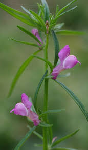 Image result for Misopates