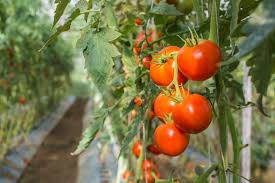 чем подкормить томаты во время цветения и завязывания плодов Opisanie Tomatov Sorta Dzhina Sovety Dlya Ogoroda Cvetenie Pomidory
