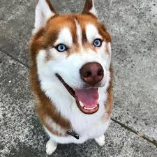 Siberian husky puppies offer incredible fun and companionship for those who desire a loyal, smart and athletic dog. Pin By Yanin Yoalibet Hernandez Perez On Siberian Huskies Husky Dogs Red Husky Husky Puppy