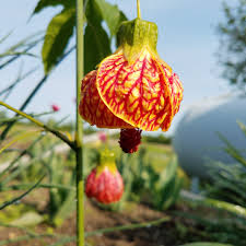 Maybe you would like to learn more about one of these? Abutilon Flowering Maple Uploaded By Cbotf