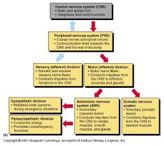 anatomical divisions of cns divisions of the nervous