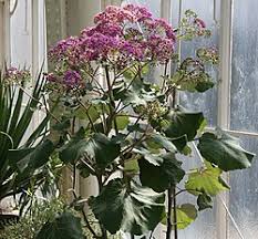 Image result for Tephrosia argyrolampra