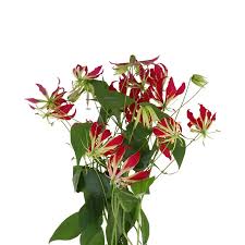 Image result for Gloriosa