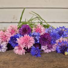 Image result for Centaurea praecox