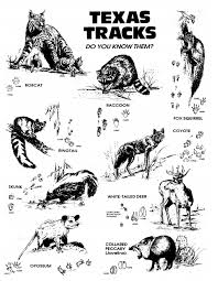 Texas Tracks Do You Know Them Www Texasenvirothon Org Resources Resources Wildlife Animal Tracks Pdf Texas Animals Animal Footprints Animal Tracks