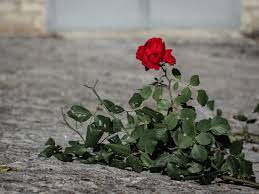 My life's been magic seems fantastic. Red Rose On The Ground Stock Photo