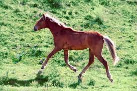 Wild Horse Vs Domestic Horse Less Difference Than You Think Vet X Ray