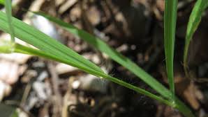 Image result for Digitaria velutina