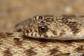 Image result for Dipcadi vaginatum