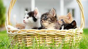 Check spelling or type a new query. Where To Adopt Kittens For Free Lovetoknow