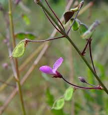 Image result for Desmodium
