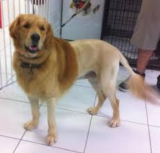 Jun 12, 2021 · henry the golden retriever seems to be enjoying a brush and blow dry. Lion Golden Retriever Haircut Novocom Top
