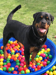 5th Birthday Party Puppy Love Rottweiler 5th Birthday