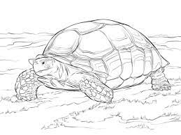 (aesop's fables) (the hare and the tortoise) dltk's educational activities: Pin On Coloring Pages