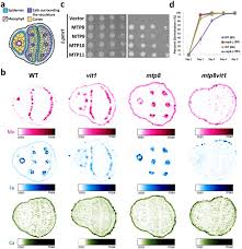 Eating a diet that includes a variety of plant sources of food will give you plenty of manganese. The Arabidopsis Mtp8 Transporter Determines The Localization Of Manganese And Iron In Seeds Scientific Reports
