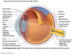 Pin By Jennifer Brode On Anatomy Eye Anatomy Diagram Eye Anatomy Diagram Of The Eye